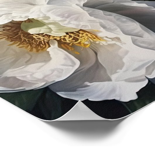 Witte Pioen Bloemen Art Print Poster (Hoek)