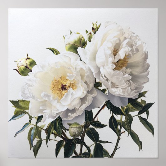 Witte Pioen Bloemen Kunstprint Poster (Voorkant)