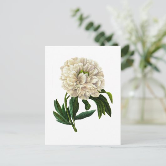 Witte pioen door Pierre Joseph Redoute Briefkaart (Staand voorkant)