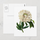 Witte pioen door Pierre Joseph Redoute Briefkaart (Voorkant / Achterkant)