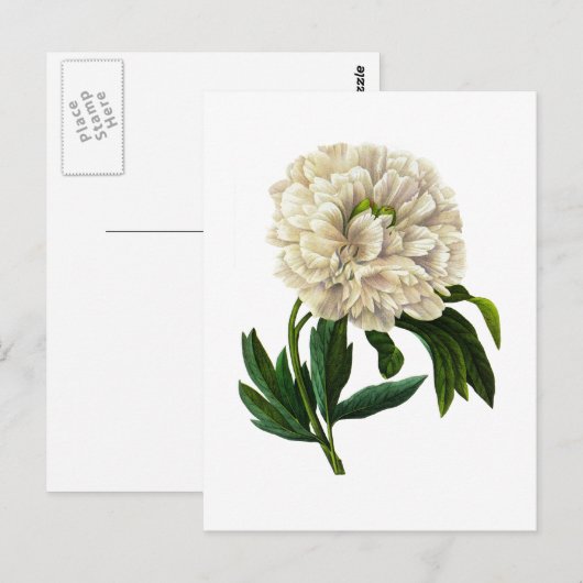 Witte pioen door Pierre Joseph Redoute Briefkaart (Voorkant / Achterkant)