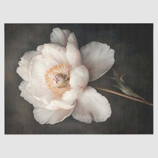 Witte pioen in bloei Botanisch schilderij Decoupag Tissuepapier (Voorkant)