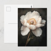 Witte pioen in bloei Botanische schilderkunst Briefkaart (Voorkant / Achterkant)
