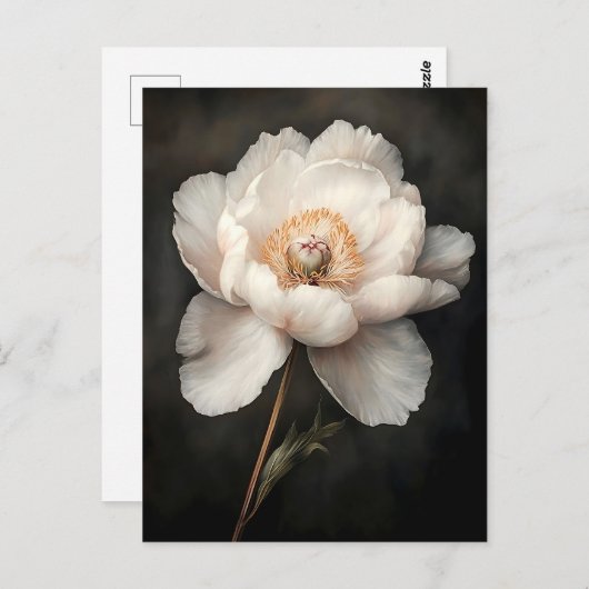 Witte pioen in bloei Botanische schilderkunst Briefkaart (Voorkant / Achterkant)