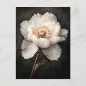 Witte pioen in bloei Botanische schilderkunst Briefkaart (Voorkant)