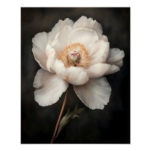 Witte pioen in bloei Botanische schilderkunst Perfect Poster