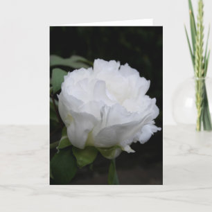 Witte Pioen Knop Vroeg in de Ochtend Kaart
