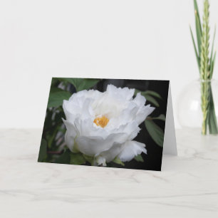 Witte Pioen met Geel in het hart Bloem Foto Kaart