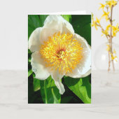 WITTE PIOEN MET GEEL MIDDEN/KERSENHEUVEL PIOEN KAART (Gele Bloem)