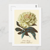 Witte pioen uit Indiana botanische bloem vintage Briefkaart (Voorkant / Achterkant)