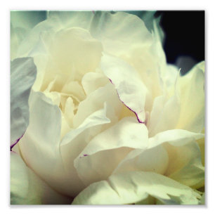 Witte pioenbloem in bloei Close-up 8x8 Foto Afdruk
