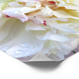 Witte Pioenroos getint met Roze Poster