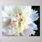 Witte Pioenroos getint met Roze Poster (Voorkant)