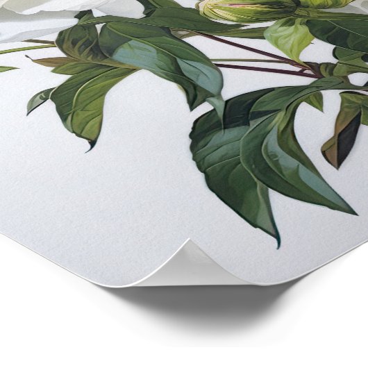 Witte Pioenrozen Bloemen Art Print Poster (Hoek)