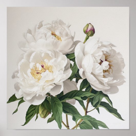 Witte Pioenrozen Bloemen Art Print Poster (Voorkant)