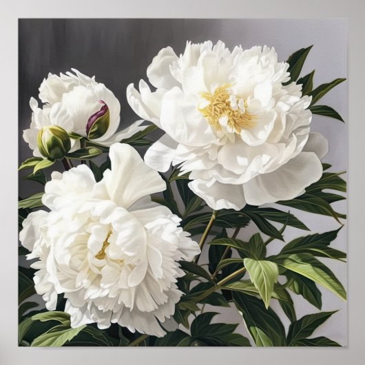 Witte Pioenrozen Bloemen Art Print Poster (Voorkant)