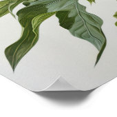 Witte Pioenrozen Bloemen Art Print Poster (Hoek)