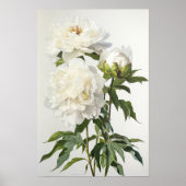 Witte Pioenrozen Bloemen Art Print Poster (Voorkant)