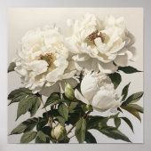 Witte Pioenrozen Bloemen Art Print Poster (Voorkant)