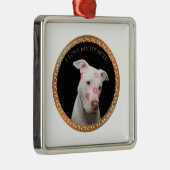 Witte pitbull met rode kussen over zijn gezicht. metalen ornament (Rechts)