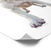 Witte Pitbull Puppy Poster (Hoek)
