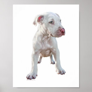Witte Pitbull Puppy Poster