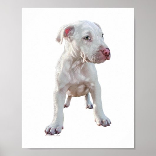 Witte Pitbull Puppy Poster (Voorkant)