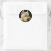 Witte pitbull stickers (Tas)
