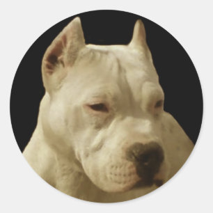 Witte pitbull stickers