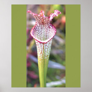 Witte Pitcher Plant Foto Poster