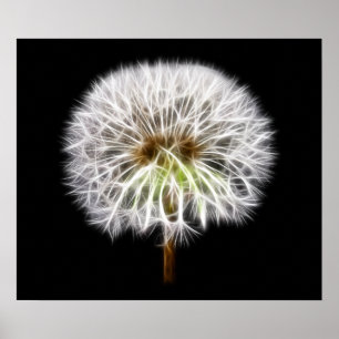 Witte Plant van de Dandelion Poster