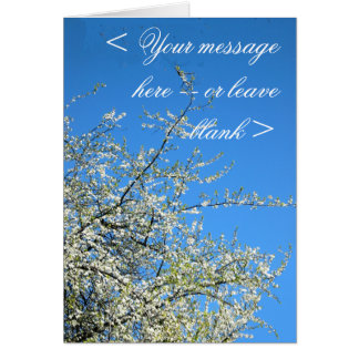 WITTE PLUMBLOSSEN (AANGEPAST)