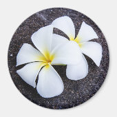 Witte Plumeria Bloem Frangipani Bloemen Lava Rock Magneet (Voorkant)