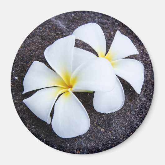 Witte Plumeria Bloem Frangipani Bloemen Lava Rock Magneet (Voorkant)