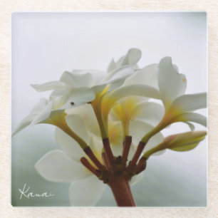 Witte Plumeria Bloemen Kauai (foto genomen door mi Glazen Onderzetter