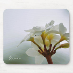 Witte Plumeria Bloemen Kauai (foto genomen door mi Muismat