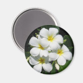 Witte Plumeria op Magnet (Voorkant / Achterkant)