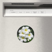 Witte Plumeria op Magnet (Insitu (Vaatwasser))