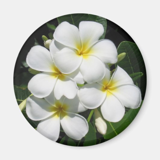 Witte Plumeria op Magnet (Voorkant)