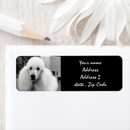 Witte poedel Adresetiketten Etiket (Insitu)