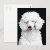 Witte poedel briefkaart (Voorkant / Achterkant)
