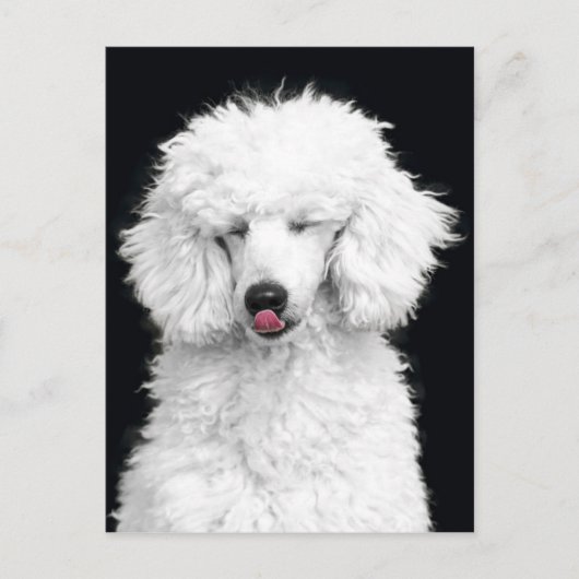 Witte poedel briefkaart (Voorkant)