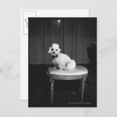 Witte poedel zittend op kruk B&W Briefkaart (Voorkant / Achterkant)