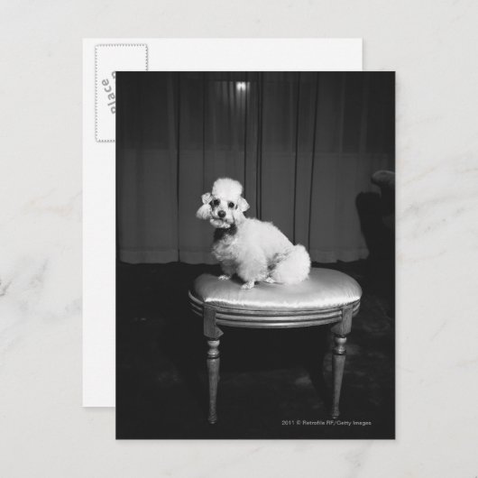 Witte poedel zittend op kruk B&W Briefkaart (Voorkant / Achterkant)