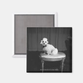 Witte poedel zittend op kruk B&W Magneet (Voorkant / Achterkant)