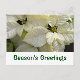 Witte Poinsettia Seizoensgroeten Ansichtkaart Feestdagenkaart