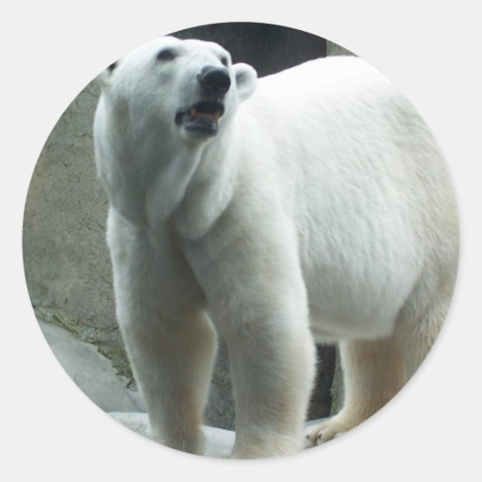 Witte Polar Beren Sticker (Voorkant)