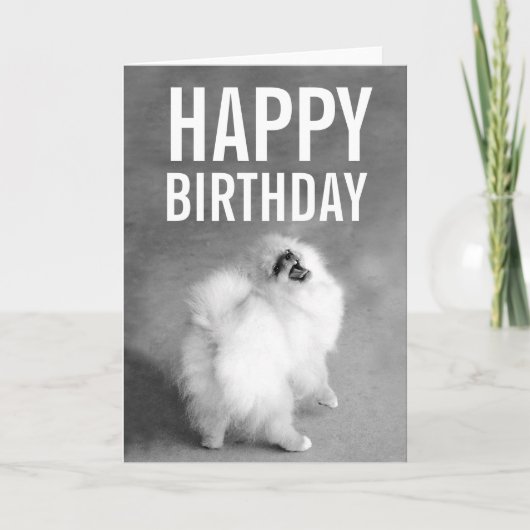 Witte Pomeranian Happy Birthday Kaart (Voorkant)