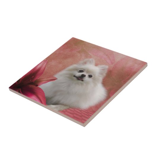 Witte pommeren hond bloemen tegeltje (Zijkant)