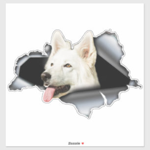 Witte Pommeren sticker, autoval, Pommeren Sticker